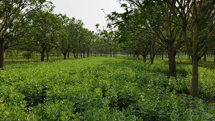 Fototapeta premium sunlit citrus orchard with lush green trees and vibrant foliage in rural agricultural landscape