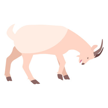 Goat hoof horn flat