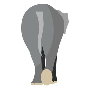 Elephant tail flat