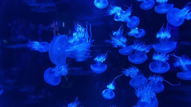 Group of glowing blue jellyfish floating in dark aquarium water, beautiful fluorescent sea creatures swimming underwater, mesmerizing marine life background, neon medusa with tentacles, close up shot.