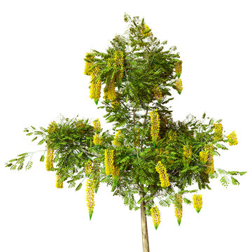 3D Rendering Laburnum Tree on White