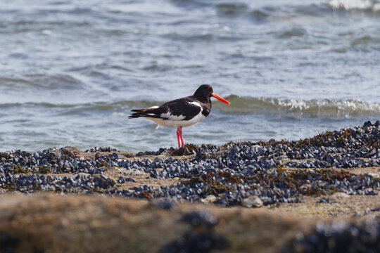 Eurasian Oystercatcher, Concarneau coastline, Brittany, France.