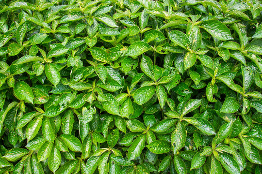 Natural tropical background of green leaves of Strobilanthes crispa or Keji Beling. Leaves are often used to make herbal teas. In traditional medicine, this plant is believed to help treat diabetes.