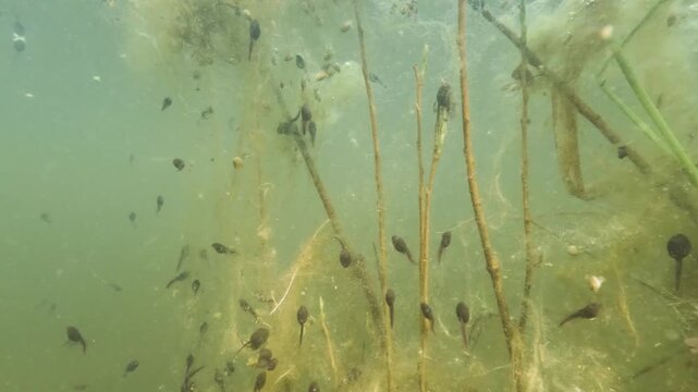 Underwater footage of common toad (Bufo bufo) tadpoles swimming among aquatic vegetation. Captured in natural light, showing movement in a calm freshwater habitat with plants and soft textures.
