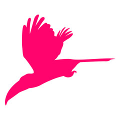 Obraz premium Flying toucan bird silhouette
