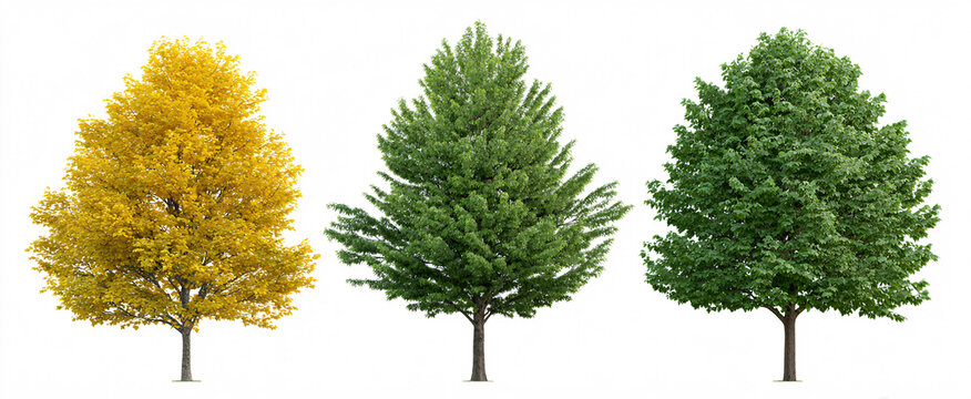 Acer saccharum summer and fall trees isolated on white background with precise cutout.