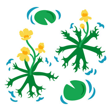 Aquatic plants flat