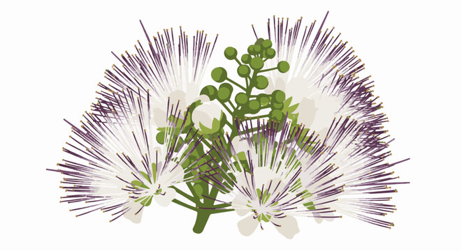 Delicate white flowers with purple stamens and green buds clustered together