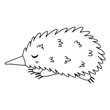 Australian echidna cute animal