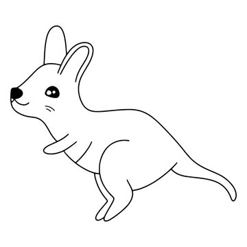 Australian kangaroo cute animal