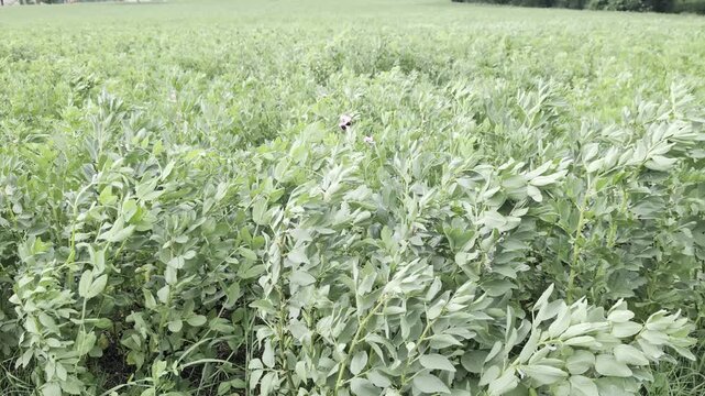 Campo di favino in piena crescita, con fitte piante a foglia larga e vegetazione uniforme tipica delle colture leguminose primaverili