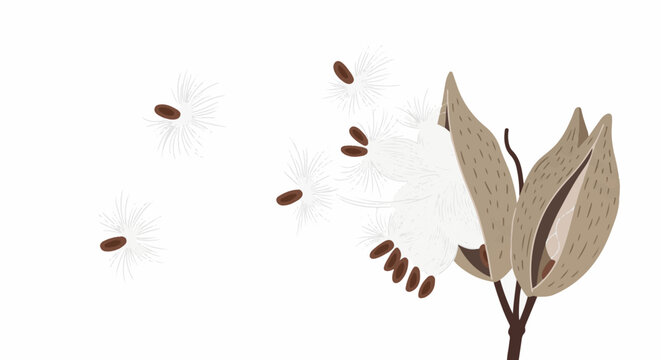 Milkweed pods burst open releasing fluffy seeds that drift on the breeze