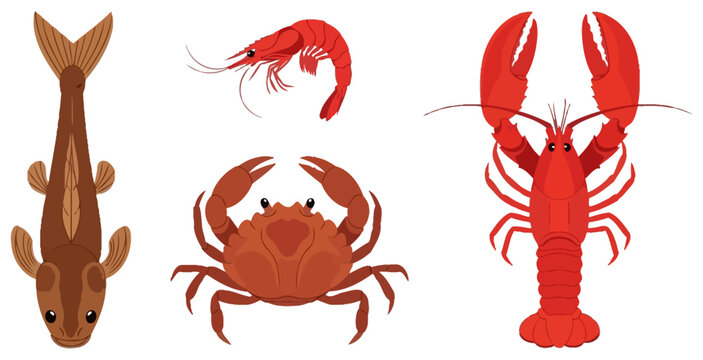 Variety of crustaceans lobster shrimp crab and crayfish illustrated