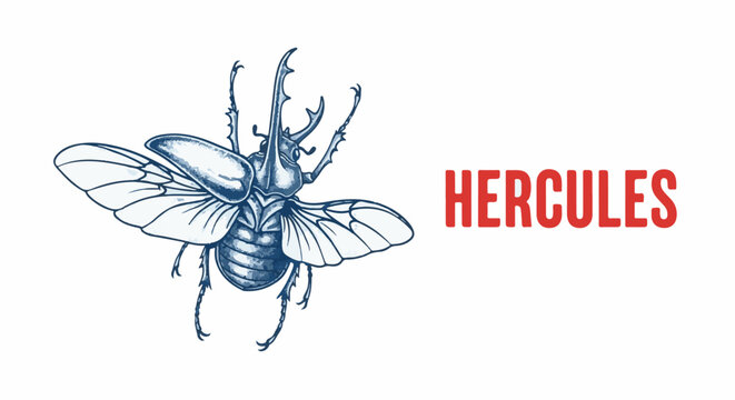 A detailed blue ink illustration of a large rhinoceros beetle with outstretched wings, next to bold red text