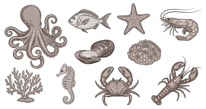 Vintage marine life illustration octopus starfish crab and other sea creatures
