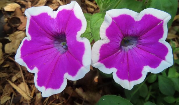 Purple Petunia atkinsiana flowers in Florida zoological garden, closeup
