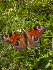 Kolorowy motyl pawik na trawie  na wiosennej łące © Kamil_k2p