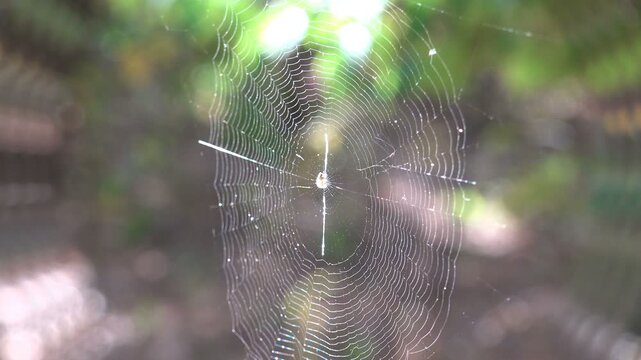 Macro close up of orb spider web with small spider at center, sunlight backlighting silk threads with iridescent refractions and forest bokeh background