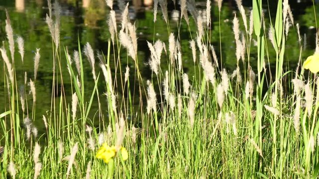哲学堂公園の池畔で風に揺れるチガヤの穂
