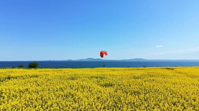 A paraglider flies over a large field of yellow flowers with water in the background on a bright sunny day. The sky is clear and blue, making for a simple and fun outdoor scene.