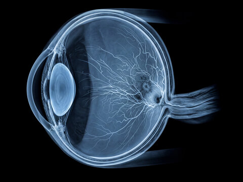 Healthy Human Eye.  Anatomical Xray Style. Medical Illustration