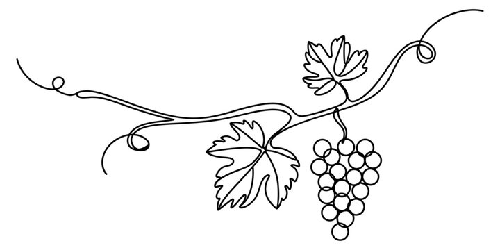 Continuous single line drawing of a bunch of grapes hanging from a vine branch with leaves in a simple minimalist art style for food and wine design