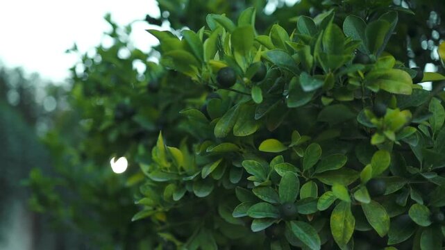 Close-up of unripe green oranges hanging on tree branches. High quality FullHD footage