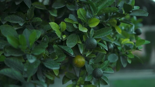 Close-up of unripe green oranges hanging on tree branches. High quality FullHD footage