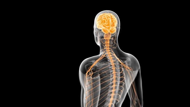 Anatomical illustration of the human nervous system and brain on a black background