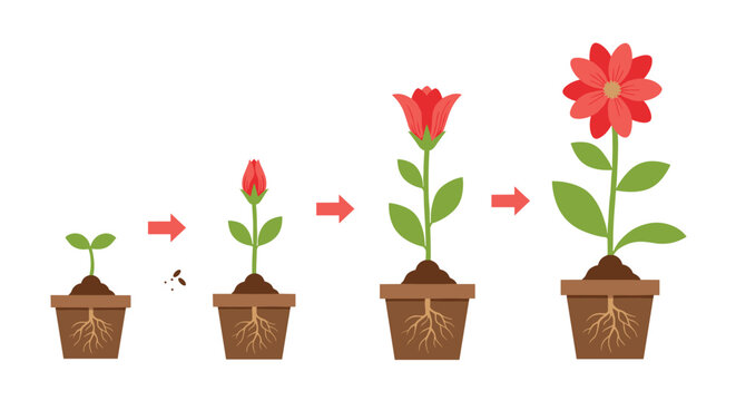 Informative infographic illustrating the sequential growth stages of a red flower in a terracotta pot from a small sprout to a full bloom.