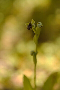 Flora of Gran Canaria - Ophrys bombyliflora, the bumblebee orchid, natural macro floral background
