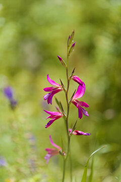 Flora of Gran Canaria -  Gladiolus italicus, wild gladiolus natural macro floral background