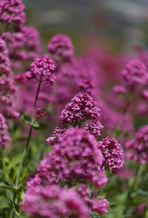 Fototapeta premium Flora of Gran Canaria - Centranthus ruber, red valerian, invasive in Canaries natural macro floral background 