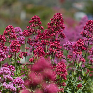 Flora of Gran Canaria -  Centranthus ruber, red valerian, invasive in Canaries natural macro floral background
