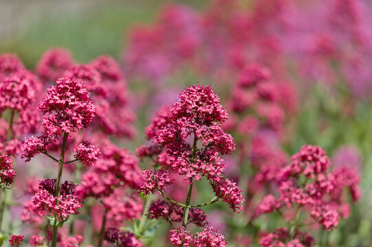 Flora of Gran Canaria -  Centranthus ruber, red valerian, invasive in Canaries natural macro floral background
