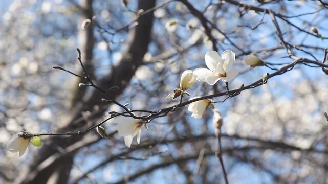 White Magnolia blooming in spring garden - Branch sways in the wind - Springtime floral natural background with magnoliaceae bloom, beautiful botanical nature landscape.