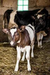 Mother cow with its cute calf standing together in a rustic barn on straw © mykola