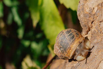 Macro view of garden snail suctioned to tree trunk, close up of mollusk shell with soft focus green leaves on background, ecology concept © moryachka