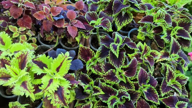 Variety of coleus seedlings planted in trays showcasing vibrant foliage with patterns of green, purple, red, and pink.