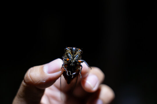 Person holding large cicada insect in one hand against completely dark background conveying deep fascination and curiosity. Discovering night nature with macro closeup detail of wild bug