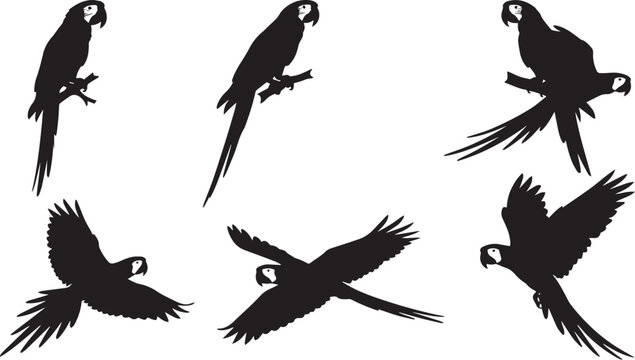 Macaw parrot silhouette collection, 6 tropical bird vector elements, black flying and perched parrots, exotic wildlife animal shapes for design