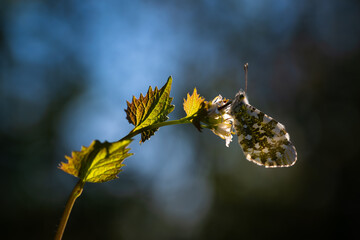Motyl zorzynek rzeżuchowiec (Anthocharis cardamines) na kwiatach czosnaczku w porannym świetle © Elżbieta Kaps