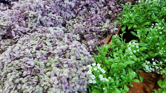 Dense clusters of purple and green oregano seedlings growing closely together in nursery trays. Varieties include common oregano (Origanum vulgare) with green leaves and purple-red ornamental oregano.