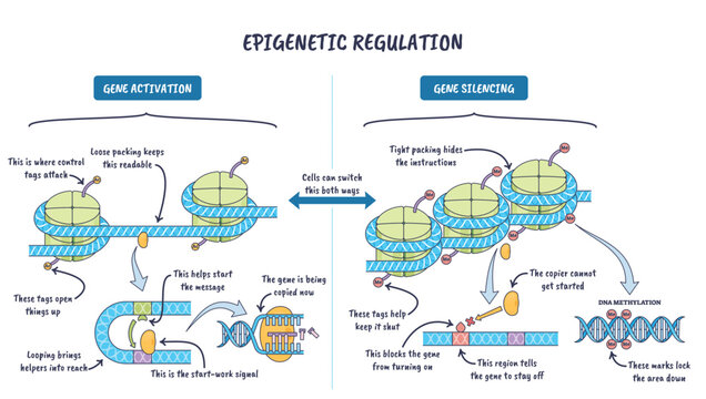 Epigenetic regulation mechanisms show DNA on nucleosomes switching genes on-off via histone acetylation, methylation and DNA methylation, key objects, DNA helix, nucleosomes, histone tags.
