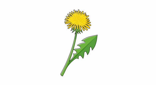A single yellow dandelion with a green stem and leaf