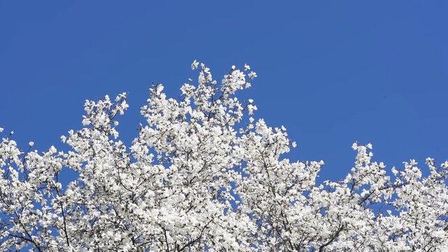 Magnolia tree with white flowers blooming in spring garden - large branches sways in the wind - Springtime sky background with magnoliaceae bloom, majestic botanical floral nature landscape.