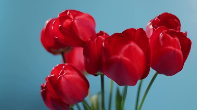 Vibrant red tulips bloom against a clear blue sky background