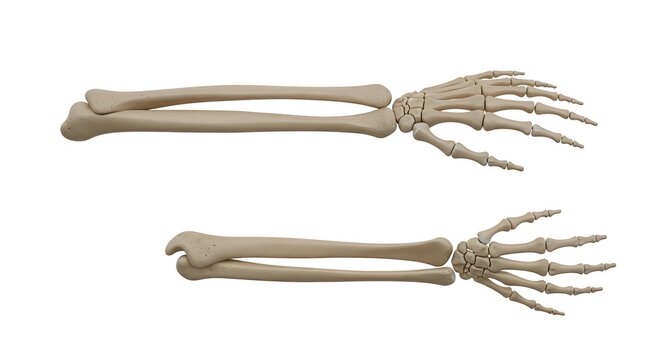 Anatomy of human forearm and hand skeletal structure isolated with skeleton