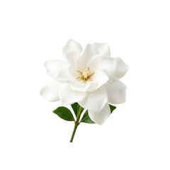 Fototapeta premium A delicate white flower with layers of petal folds and green leaves, showcasing its natural beauty and elegance.