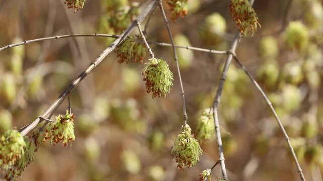 Delicate young shoots emerging from thin maple branches amid early spring growth. Fresh green foliage and small clustered buds highlight the vibrant renewal process of the maple tree in a natural.
